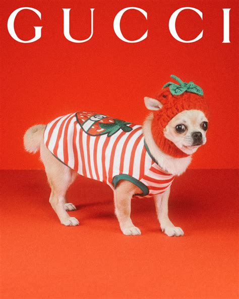 gucci pet 2023|gucci pets.